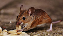 24 Hour & Emergency Exterminators in Midland, IN
